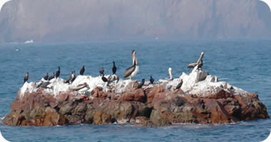 Guano birds and guano Paracas nature reserve