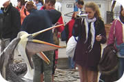 pelican and tourists on beach